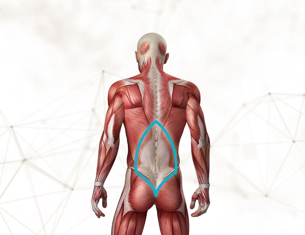 Musculos de l columna vertebral, Notas de estudo de Ciências da Saúde